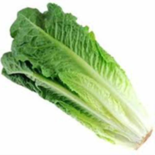 Romaine Lettuce