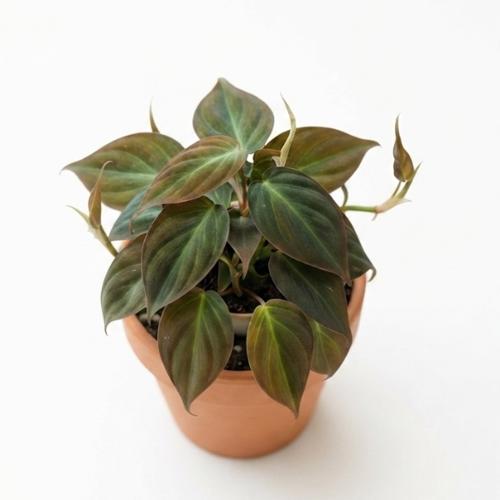 Philodendron micans