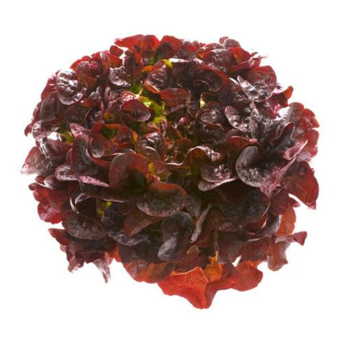 Oak Leaf Lettuce
