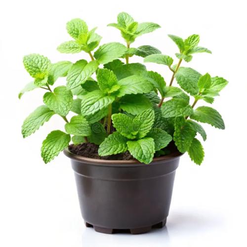 Mint Plant