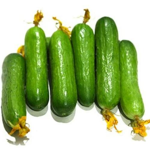 Snack Cucumber