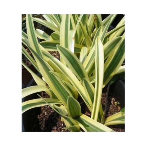 Varigated Spider Lily