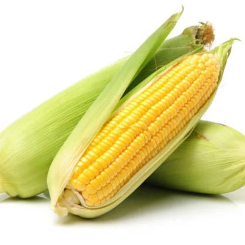 Sweet Corn