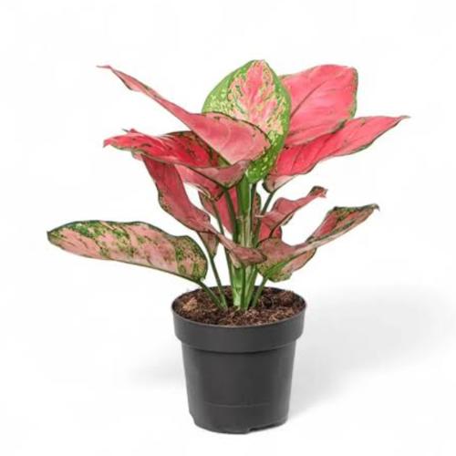 Aglaonema