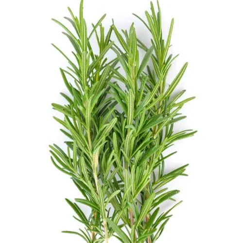 Rosemary