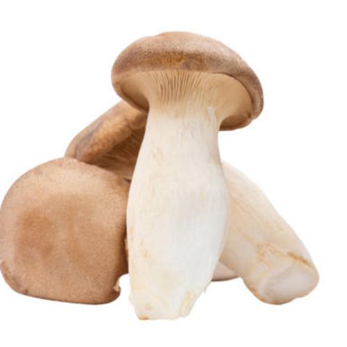 King Oyster Mushroom (Pack)