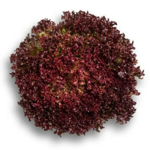 Lollo Rosso Lettuce