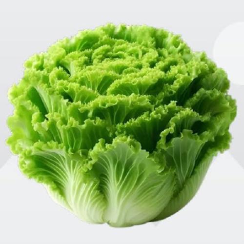 Iceberg Lettuce