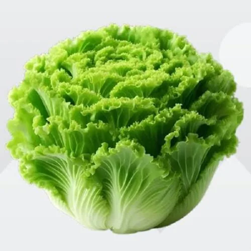 Iceberg Lettuce