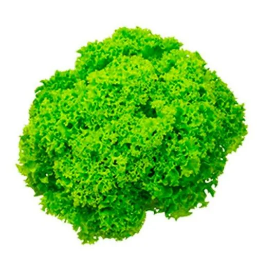 Lollo Bionda Lettuce 