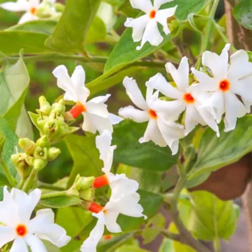 Parijat (Nyctanthes arbor-tristis)
