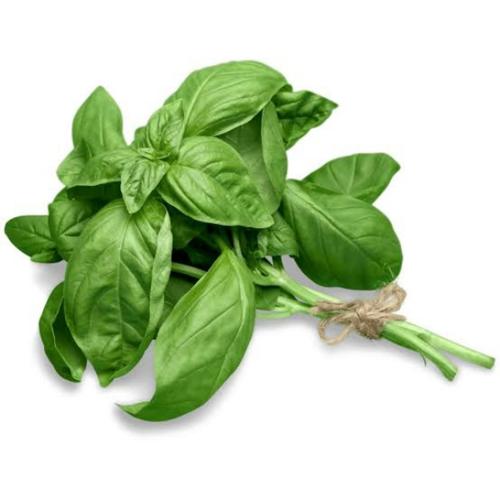 Basil Leaves