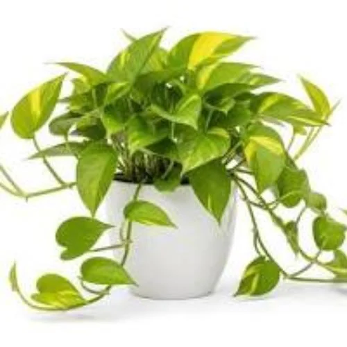 Epipremnum / Pothos